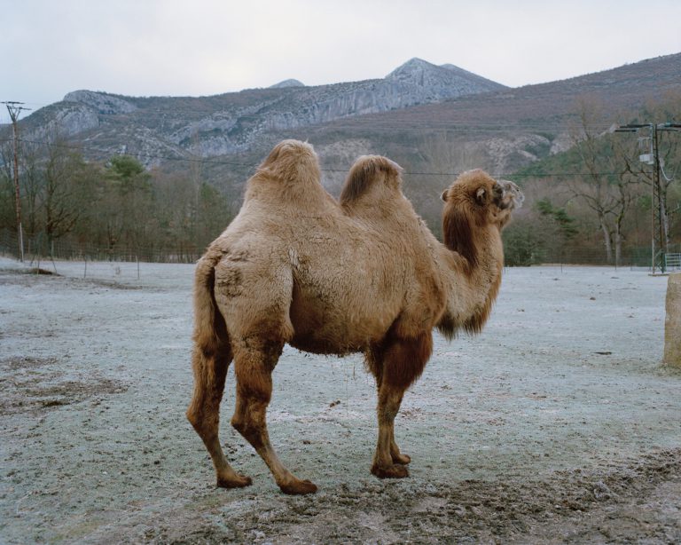 07_Obama the camel